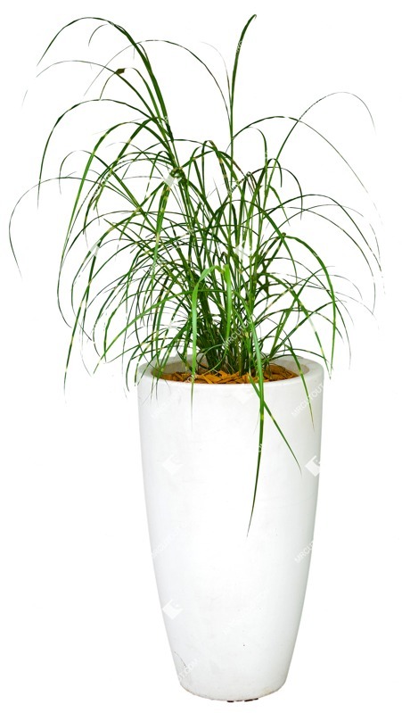Cut out potted flower miscanthus sinesnsis zebrinus png vegetation (9399)