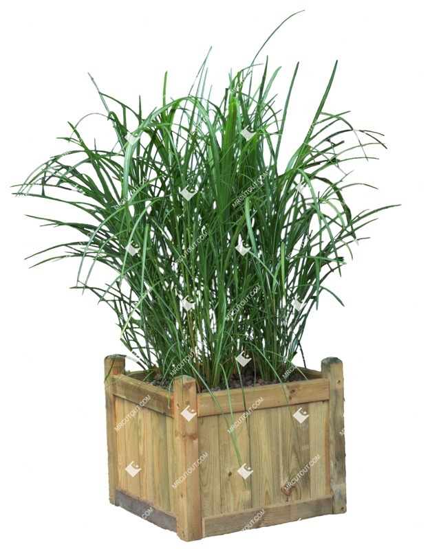 Cutout potted flower miscanthus sinesnsis zebrinus png vegetation (9029)