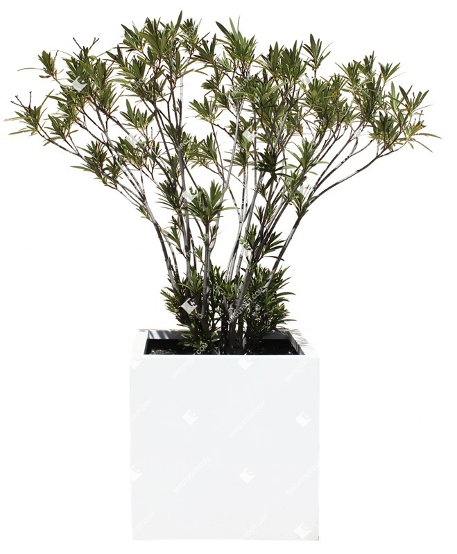 Cutout potted flower nerium oleander cut out plants (14020)