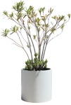 Png potted flower nerium oleander cut out plants (15588) | MrCutout.com - miniature