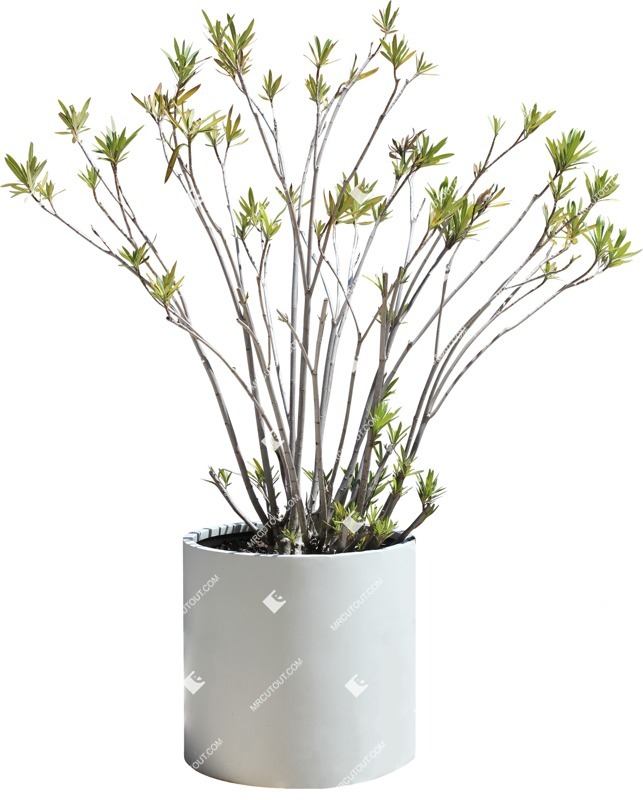 Cut out potted flower nerium oleander cut out vegetation (14033)