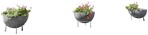 Potted flower pelargonium  (5358) - miniature