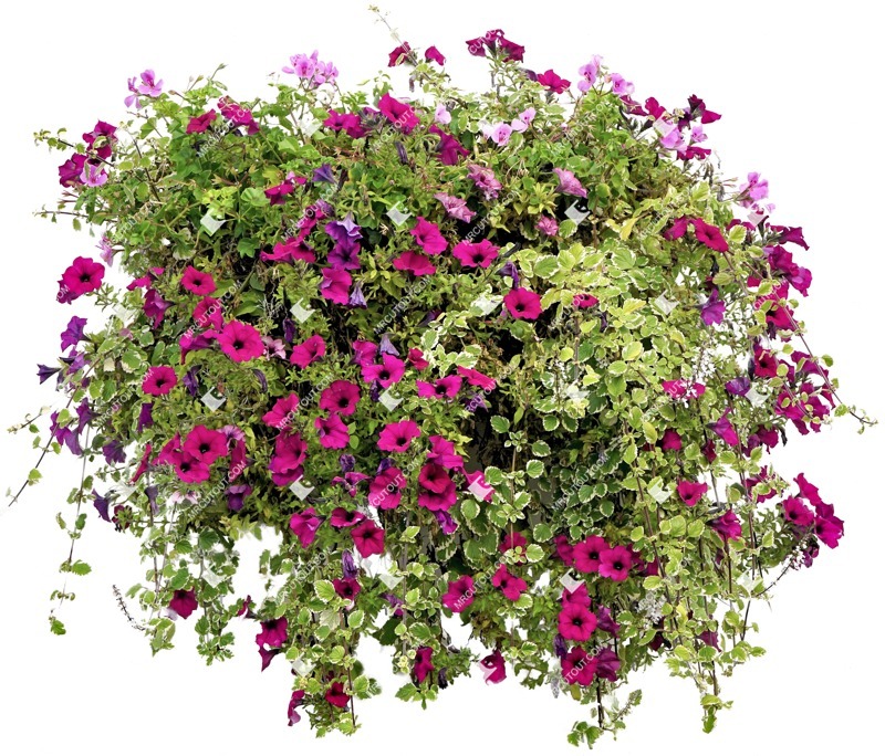 Cutout potted flower petunia cutout plant (4308)