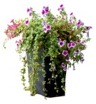 Png potted flower petunia plant cutouts (10080) - miniature