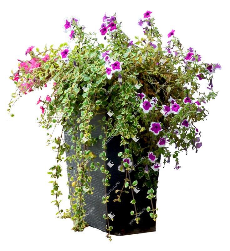 Png potted flower petunia plant cutouts (9977)