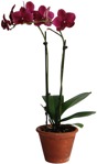 Cut out Potted Flower Phalaenopsis 0001 | MrCutout.com - miniature
