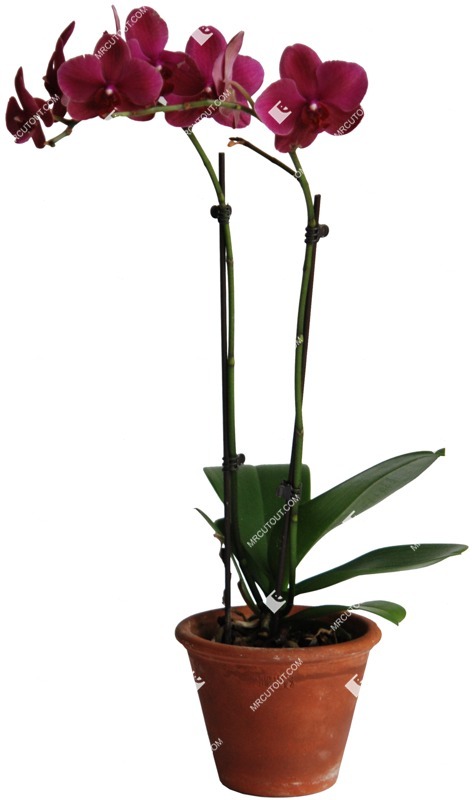 Cut out potted flower phalaenopsis png vegetation (357)