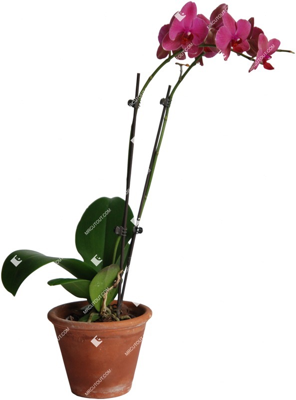 Cutout potted flower phalaenopsis png vegetation (370)