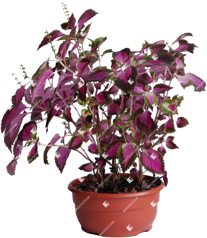 Cutout potted flower plectranthus scutellarioides png vegetation (376)