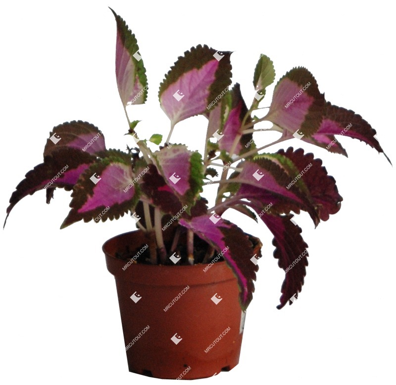 Cutout potted flower plectranthus scutellarioides png vegetation (373)