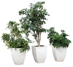 Cutout potted flower potted tree vegetation png (17552) - miniature