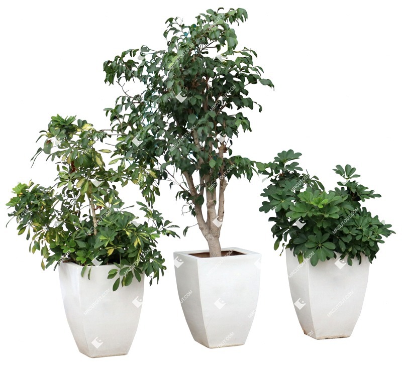 Cutout potted flower potted tree vegetation png (16569)