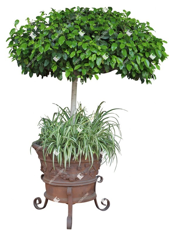 Cut out potted flower potted tree citrus plant cutouts (13900)