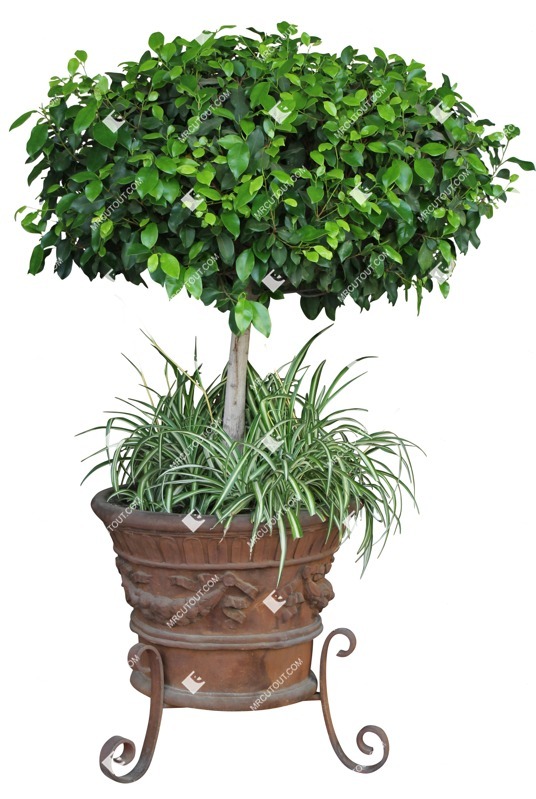 Cutout potted flower potted tree citrus plant cutouts (13901)