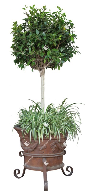 Png potted flower potted tree citrus plant cutouts (13898)
