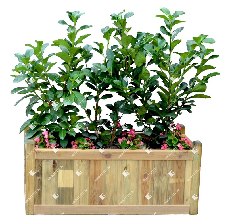 Png potted flower potted tree prunus laurocerasus cutout plant (11149)