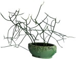 Cutout potted flower rhipsalis cassutha png vegetation (221) - miniature