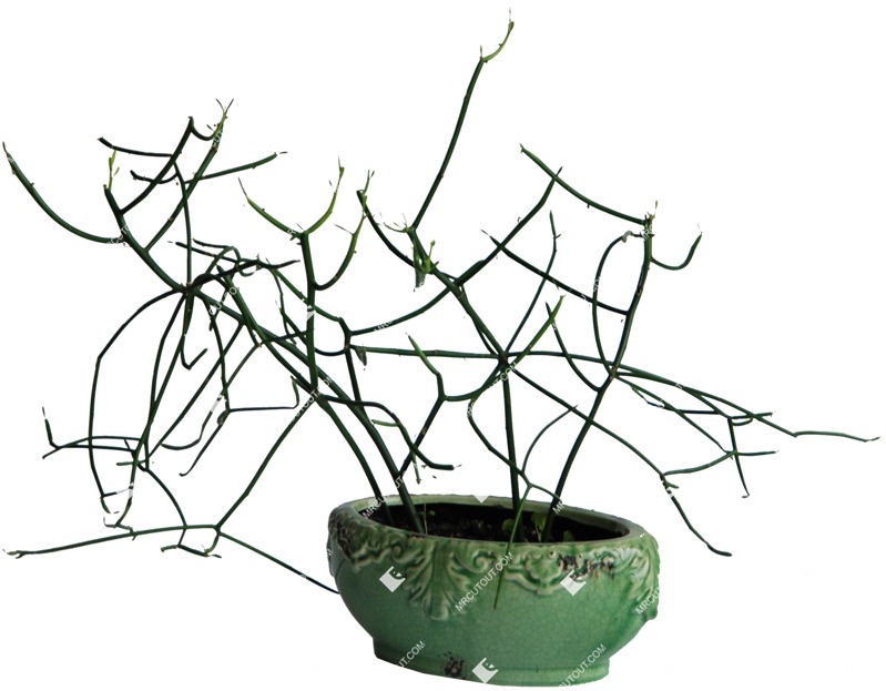 Cutout potted flower rhipsalis cassutha png vegetation (221)