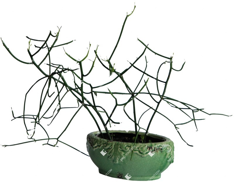 Cutout potted flower rhipsalis cassutha png vegetation (367)