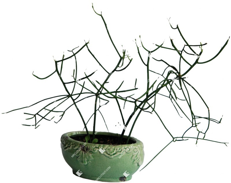 Png potted flower rhipsalis cassutha png vegetation (368)