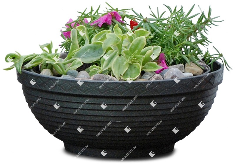 Png potted flower rhipsalis cassutha vegetation png (4767)