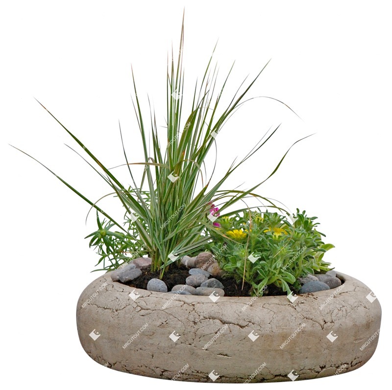 Png potted flower rhipsalis cassutha cutout plant (3401)
