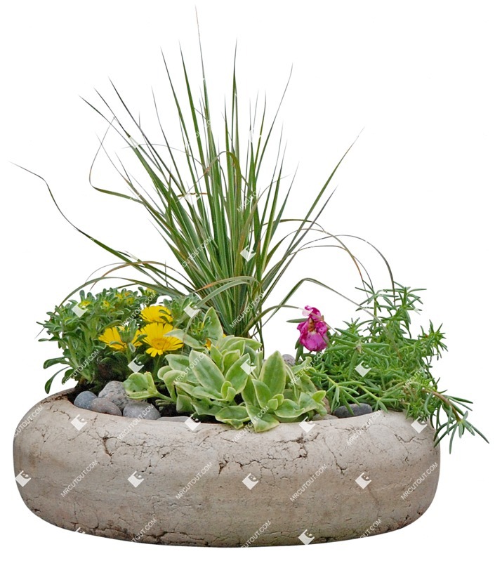 Cut out potted flower rhipsalis cassutha cutout plant (3399)