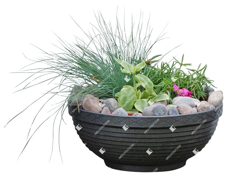 Cutout potted flower rhipsalis cassutha cutout plant (3096)