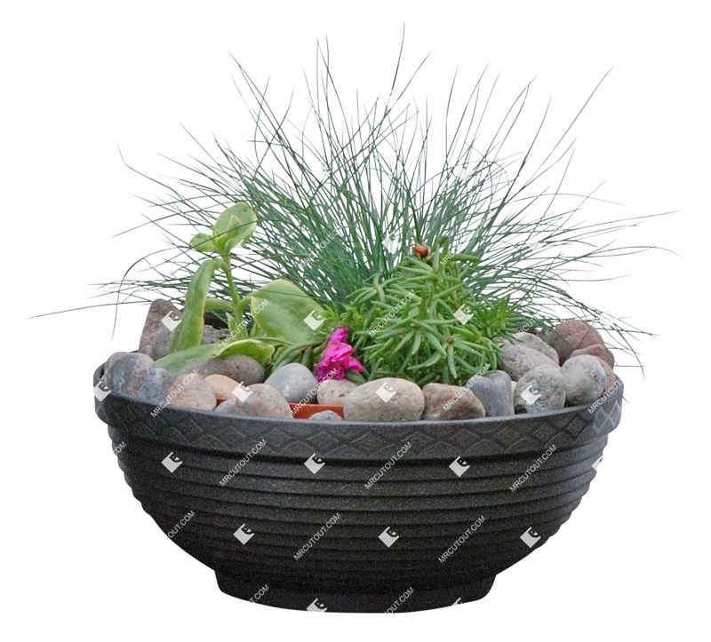 Cut out potted flower rhipsalis cassutha cutout plant (3095)