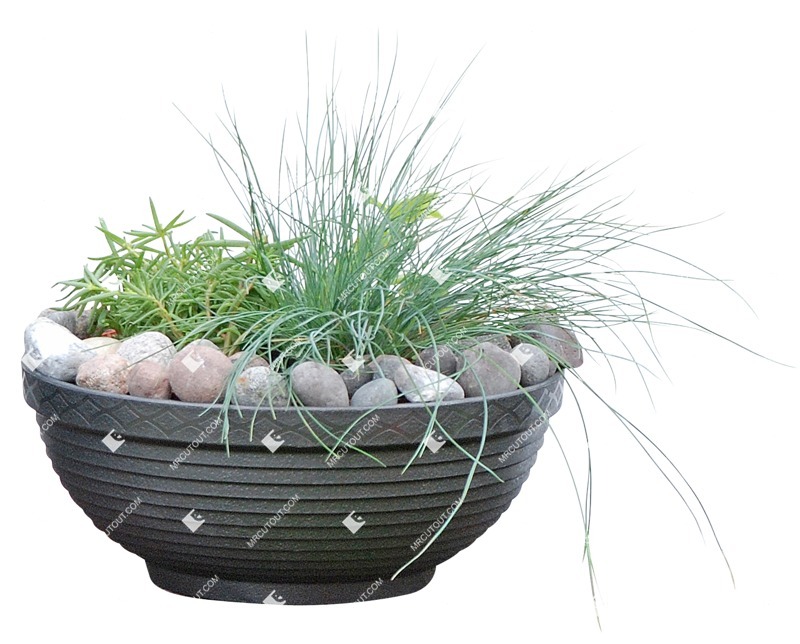 Png potted flower rhipsalis cassutha cutout plant (3094)