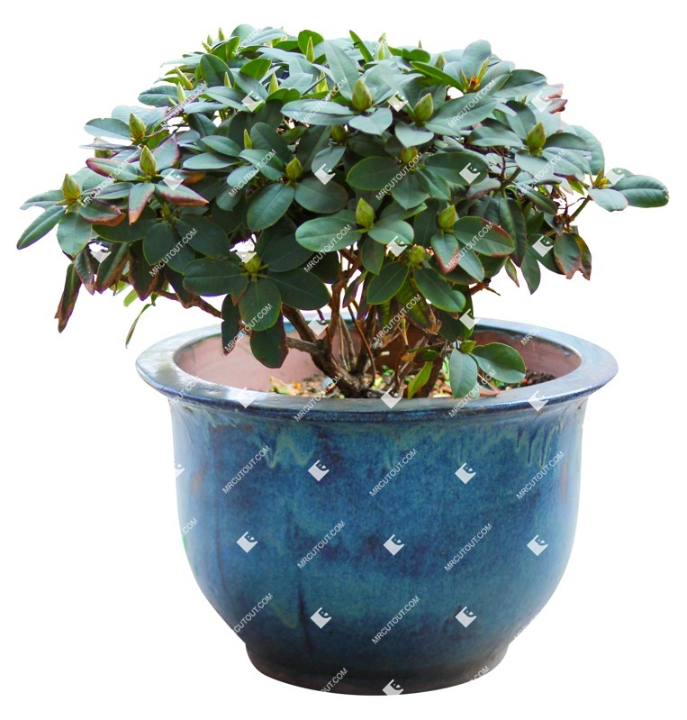 Png potted flower rhododendron vegetation png (7213)
