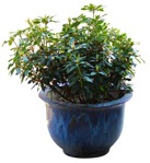 Potted flower rhododendron  (7327) - miniature
