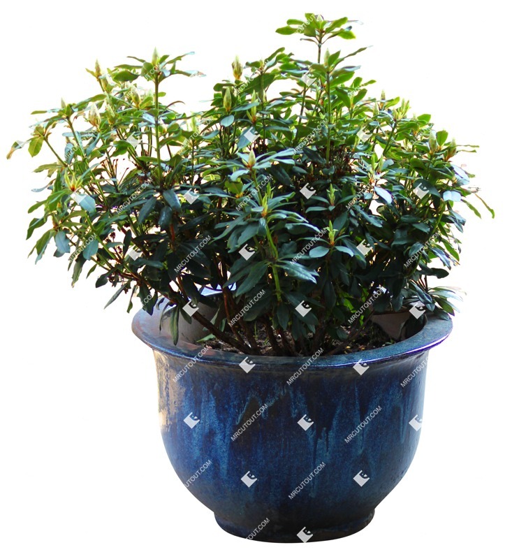 Png potted flower rhododendron png vegetation (7327)