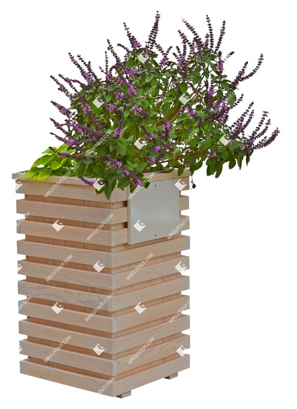 Cut out potted flower salvia superba vegetation png (10199)