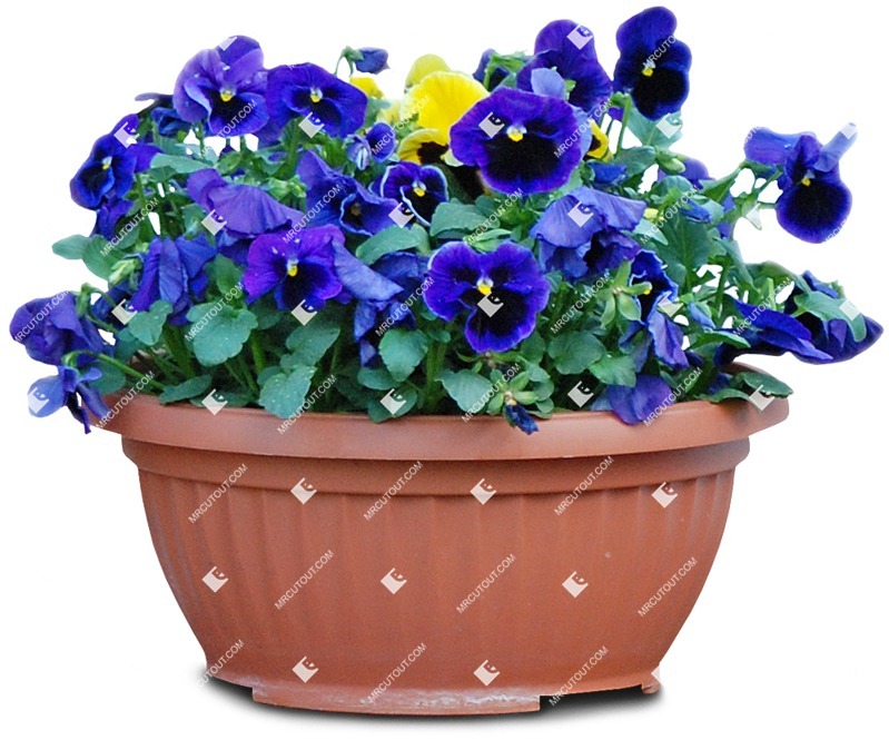 Cutout potted flower viola wittrockiana gams vegetation png (4769)
