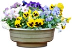 Cut out Potted Flower Viola Wittrockiana Gams 0002 | MrCutout.com - miniature
