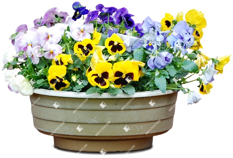 Cut out potted flower viola wittrockiana gams vegetation png (4768)