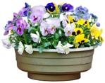 Cutout potted flower viola wittrockiana gams png vegetation (4400) - miniature