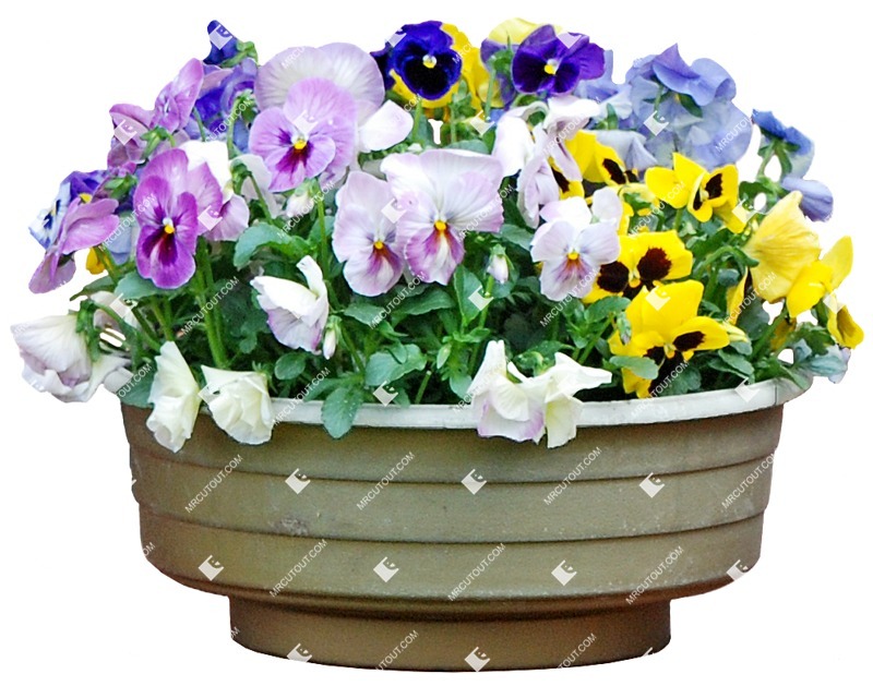 Cutout potted flower viola wittrockiana gams png vegetation (4541)