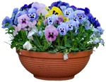 Cut out Potted Flower Viola Wittrockiana Gams 0004 | MrCutout.com - miniature