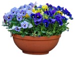 Cutout potted flower viola wittrockiana gams vegetation png (3950) - miniature