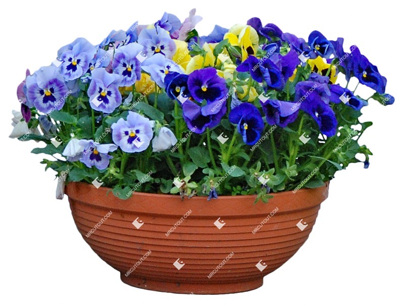 Cutout potted flower viola wittrockiana gams vegetation png (4090)