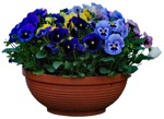 Cut out potted flower viola wittrockiana gams vegetation png (3949) - miniature