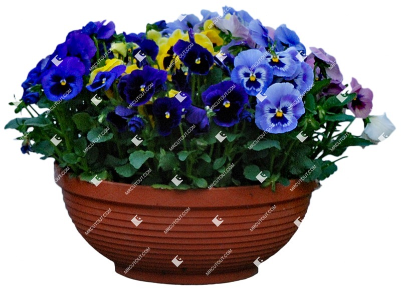 Cut out potted flower viola wittrockiana gams vegetation png (4089)