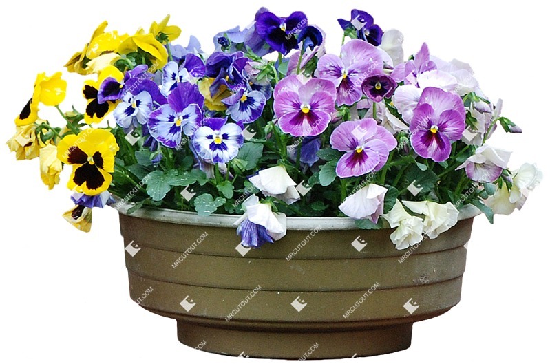 Cutout potted flower viola wittrockiana gams cutout plant (3501)