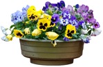 Png potted flower viola wittrockiana gams cutout plant (3366) - miniature