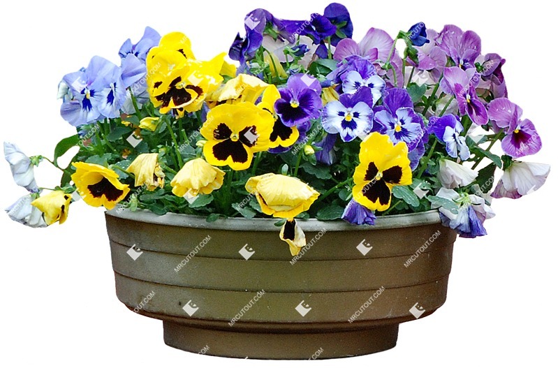 Png potted flower viola wittrockiana gams cutout plant (3502)