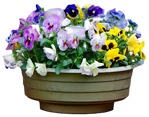 Cut out potted flower viola wittrockiana gams cutout plant (3364) - miniature