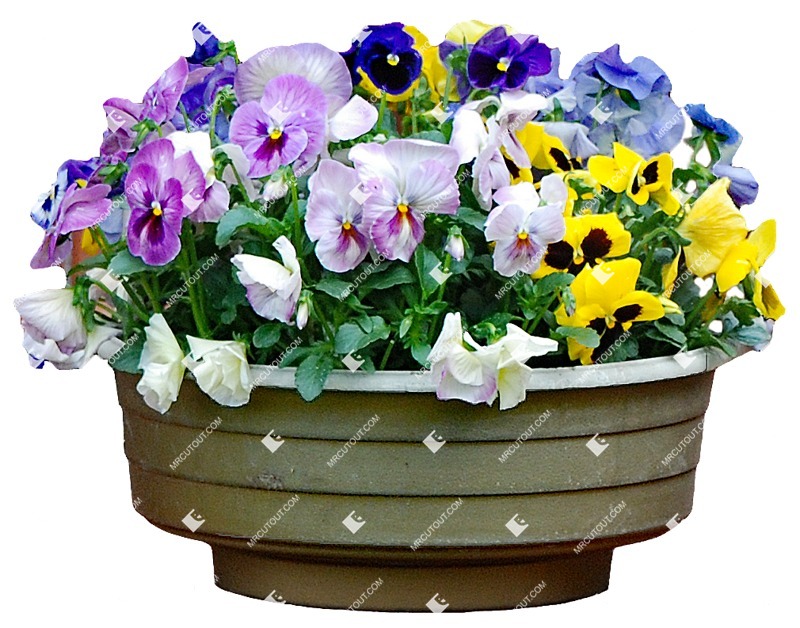 Cut out potted flower viola wittrockiana gams cutout plant (3500)