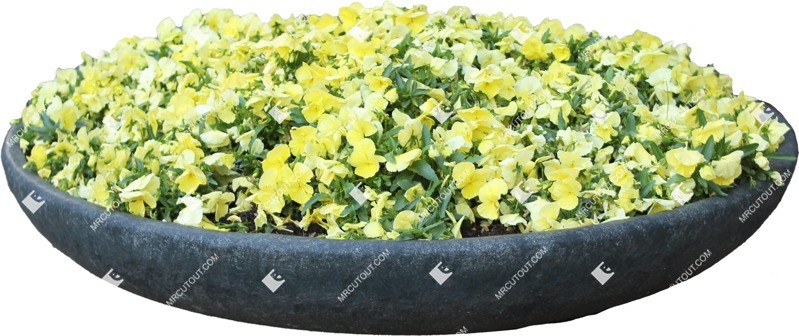 Cutout potted flower viola wittrockiana gams cutout plant (6703)